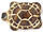 Turtles 19/14mm : Chroust - Gold Inlay