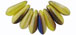 Daggers 3/10mm : Yellow Coral - Blue Iris