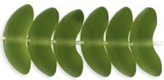 Small Angel Wings 10mm : Matte - Olivine