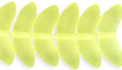 Angel Wings 15mm : Matte - Jonquil