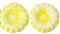 Two Hole Sunflowers 12mm : Opaque White - Yellow Picasso
