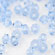 M.C. Beads 3/3mm - Bicone : Lt Sapphire