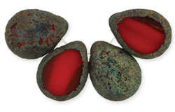 Polished Drops 16 x 12mm : Milky Siam - Stone Picasso