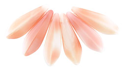 Dagger 16 x 5mm : Peaches and Creme