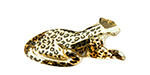 PRESTIGE 4009 27mm Leopard with Spots Fancy Stone Crystal Golden Shadow