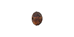 PRESTIGE 5040 8mm Rondelle Bead Mocca