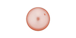 PRESTIGE 5810 10mm Round Crystal Pearl Rose Peach