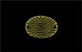 Cedar Grain Oval Link 18/13mm: Antique Brass