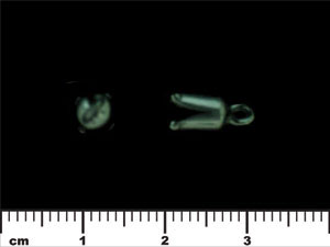 Tulip Crimp 12/5mm : Gun Metal